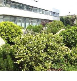 Озеленение жилого комплекса - вариант 4