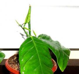 Павловский мандарин саженцы - модель 1