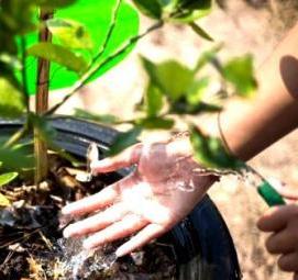 Павловский мандарин саженцы - модель 4