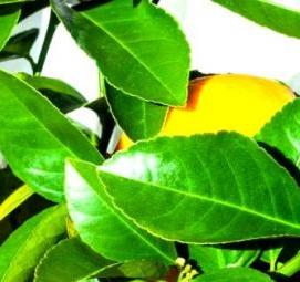 Павловский мандарин саженцы - модель 3