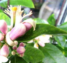 Павловский мандарин саженцы - модель 2