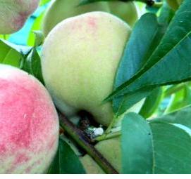 Персик белый лебедь саженцы - тип 4