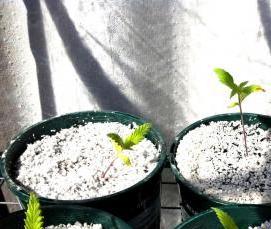 Песок перлитовый вспученный - тип 4