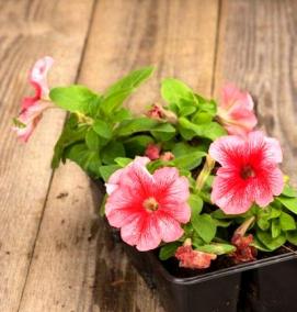 Петуния рассада в кассетах - тип 1