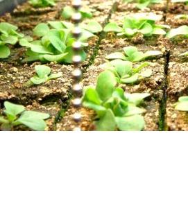 Петуния рассада в кассетах - тип 4