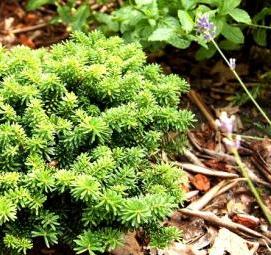 Пихта корейская саженец - вариант 1