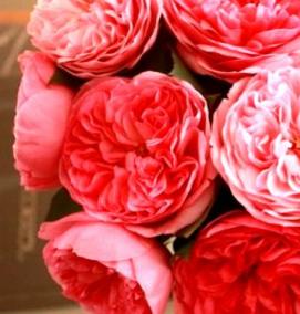 Пионовидные кустовые розы саженцы - вариант 1