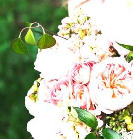 Пионовидные кустовые розы саженцы - вариант 4