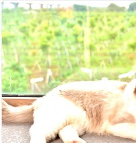 Питьевой фонтан для кошек - модель 2