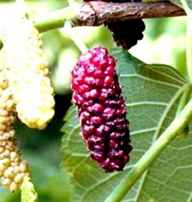 Плакучая шелковица саженцы - тип 1