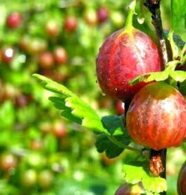 Плодово ягодные саженцы - модель 4