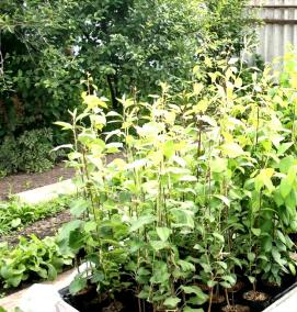 Плодовые саженцы с закрытой корневой системой - тип 1