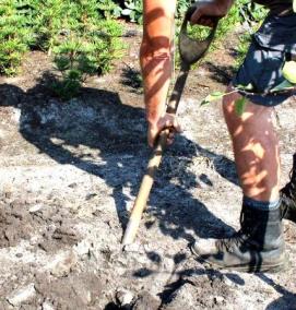 Плодовые саженцы с закрытой корневой системой - тип 3