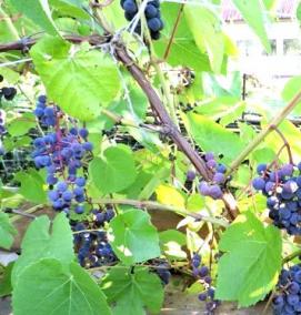 Плодовые саженцы с закрытой корневой системой - тип 2