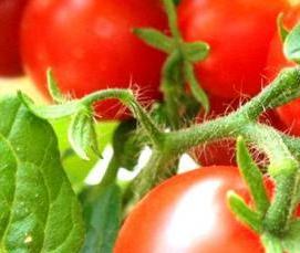 Плодовые теплицы - тип 4