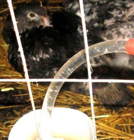 Поилка для кур под бутылку - тип 2