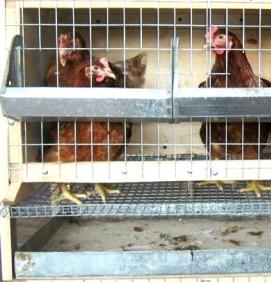 Поилки для бройлеров в клетках - модель 2