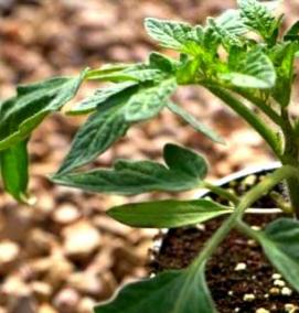 Помидорная рассада - модель 4