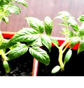 Помидорная рассада - модель 2