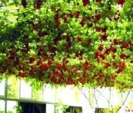 Помидорные теплицы - тип 4