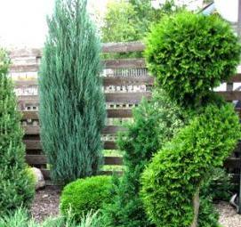 Посадка декоративных кустарников - вариант 1