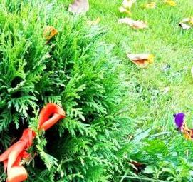 Посадка декоративных кустарников - вариант 3