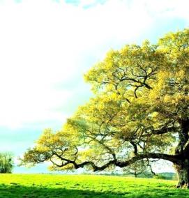 Посадка дерева: дуб - тип 1