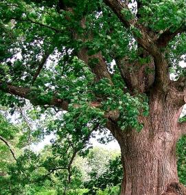 Посадка дерева: дуб - тип 4