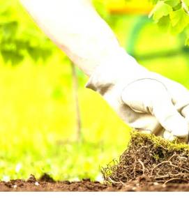 Посадка дерева: дуб - тип 3