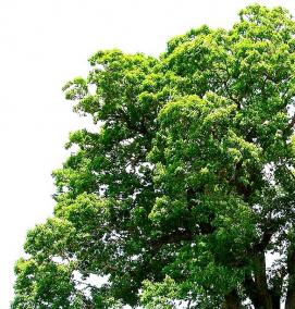 Посадка дерева: дуб - тип 2