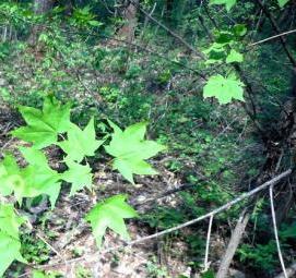 Посадка дерева: клен - модель 1