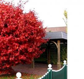 Посадка дерева: клен - модель 4