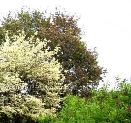 Посадка дерева: клен - модель 3