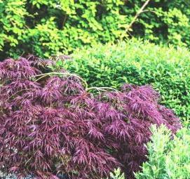 Посадка дерева: клен - модель 2