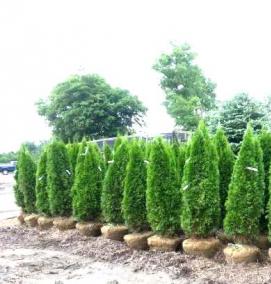 Посадка дерева: туя - тип 1