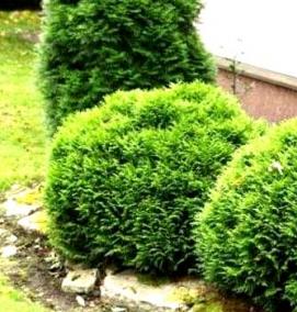 Посадка дерева: туя - тип 4