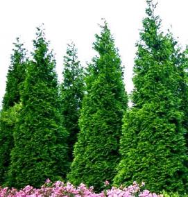 Посадка дерева: туя - тип 3