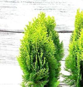 Посадка дерева: туя - тип 2