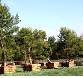 Посадка деревьев крупномеров - модель 1