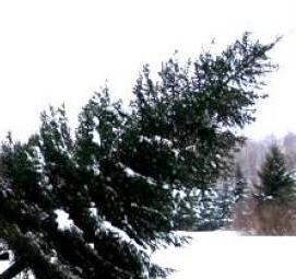 Посадка деревьев крупномеров - модель 4