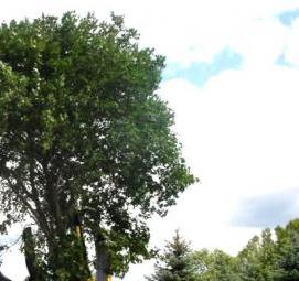 Посадка деревьев крупномеров - модель 3