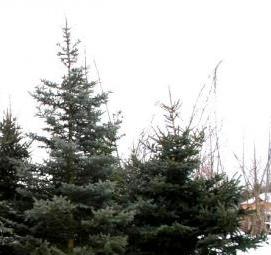 Посадка деревьев крупномеров - модель 2