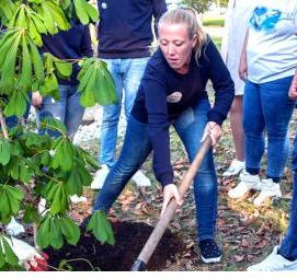 Посадка деревьев на придомовой территории - тип 1