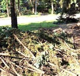 Посадка деревьев на придомовой территории - тип 4