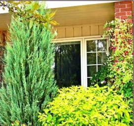 Посадка деревьев на придомовой территории - тип 2