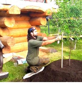Посадка деревьев на участке - вариант 1