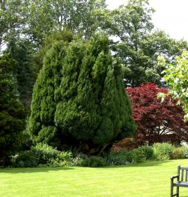 Посадка деревьев на участке - вариант 3