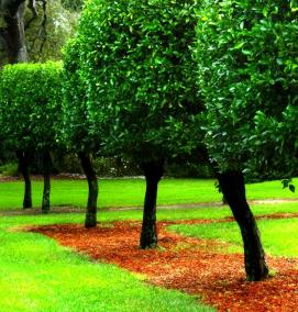 Посадка деревьев на участке - вариант 2