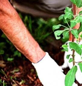Посадка деревьев в саду - вариант 1