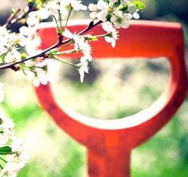 Посадка домашних деревьев - тип 1